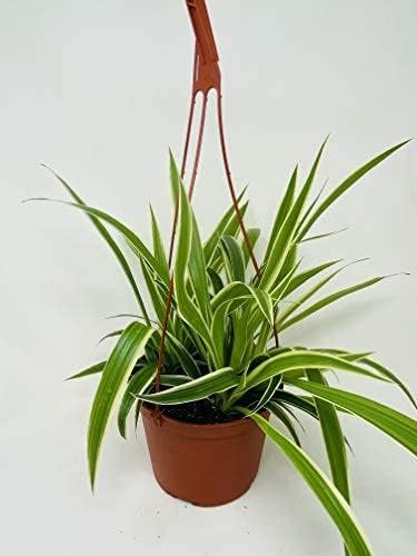 Reverse Spider Hanging Plant 6" -JMBAMBOO