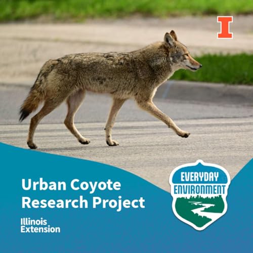 City dwellers: the Urban Coyote Research Project with Chris Anchor