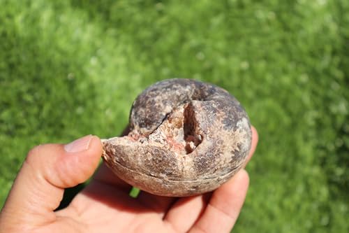 Image of Ammonite Fagesia Ammonite Fossil Rare Ammonite Fossil Natural Fossil from Morocco A47