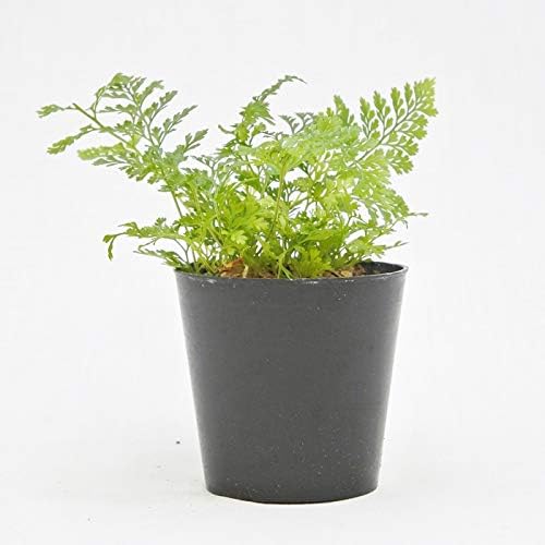 Amazon Co Jp コケのインテリア コケリウム テラリウム シダ植物 山野草 苔盆栽 苔玉 トキワシノブ Diy 工具 ガーデン