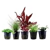 AquaOne Aquarium Pflanzen I 5X Wasserpflanzen I Vordergrund Aquarienpflanzen I Alternanthera Lilaeopsis Eleocharis Micranthemum Bucephalandra I Set mit 5 Vordergrundpflanzen