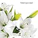 RERXN Artificial Tiger Lily Latex Real Touch Flower Home Wedding Party Decor,Pack of 5 (White)