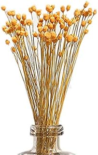 XIZHI 250 Stems Natural Dry Flowers Brazilian Small StarDaisy Decorative Dried Flowers Mini Daisy Chamomile Bouquet for Wedding DIY Home Party