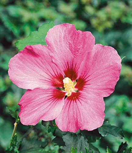 Hibiskus-Hecke aus 5 Pflanzen von Baldur Garten