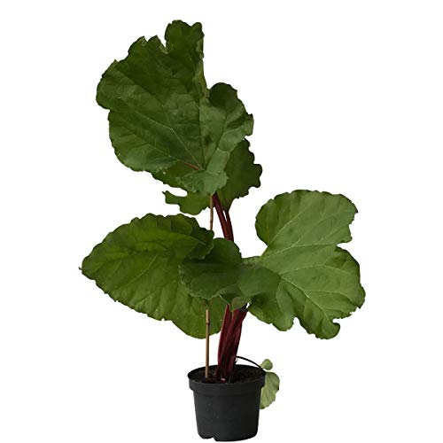 Rhabarber Pflanze Fultons Strawberry Surprise erdbeerrote Stiele kompakter Wuchs im 3,5 Liter Topf