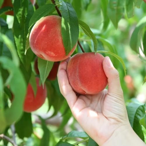 Semi resistenti del pesco、semi di pesca、 frutto colonnare resistente giardino decorativo, facile da piantare giardino to, regali per gli amanti del giardino da 8pcs