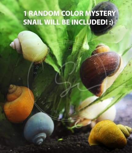 Swimming Creatures Freshwater Aquarium Shrimp Combo - 10 Premium Mix + 3 Mystery Snail