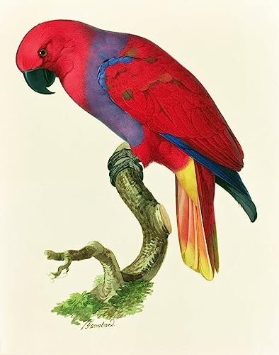 Tableau Perroquet rouge vintage impression art mural Jacques Barraband déco chambre 60x90cm
