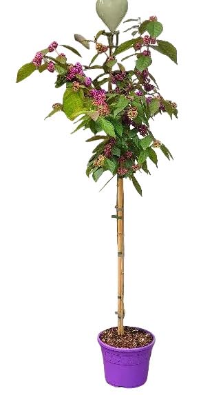 Liebesperlenstrauch auf Stamm, Callicarpa Bodinieri 'Profusion',  Winterhart, Laubabwerfend, Rotviolette Frchte, Hhe: 140-150 cm,  Stammhhe: 80 cm : Amazon.de: Garten