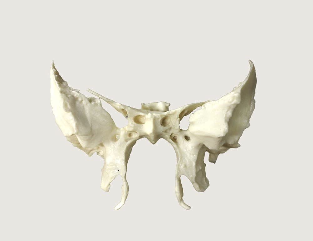 Cranstein A-217 osteopatia model czaszki, 22-częściowy, wersja anatomiczna