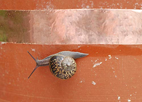 Leitfähiges Kupferband zur Schneckenabwehr, 5 mm, 10 mm, 20 mm x 25 m Rolle Schneckenbarriere-Klebeband aus Kupfer, selbstklebend 5mm (W) x 25m (L) kupfer