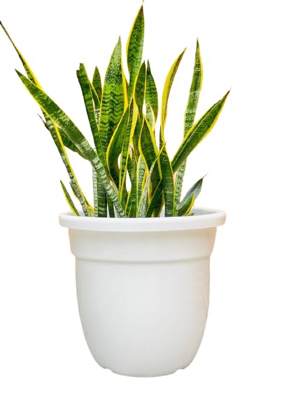 MUDDSTYLES Plastic Deluxe Green Planter 14 inch Flower Pots for Home Office Garden Balcony Plant Container Set Pack of 3 (White) (B0C9MSLR55) Amazon Price History, Amazon Price Tracker