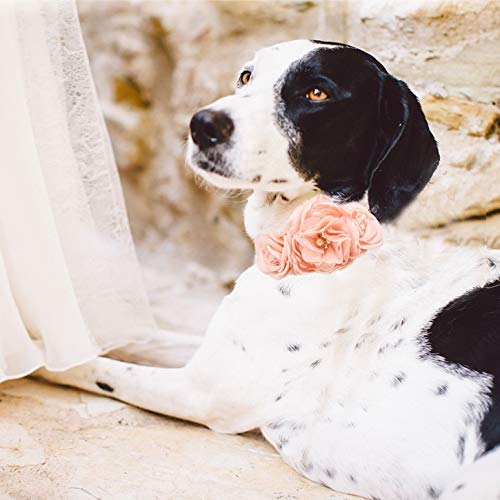 dog flower girl collar