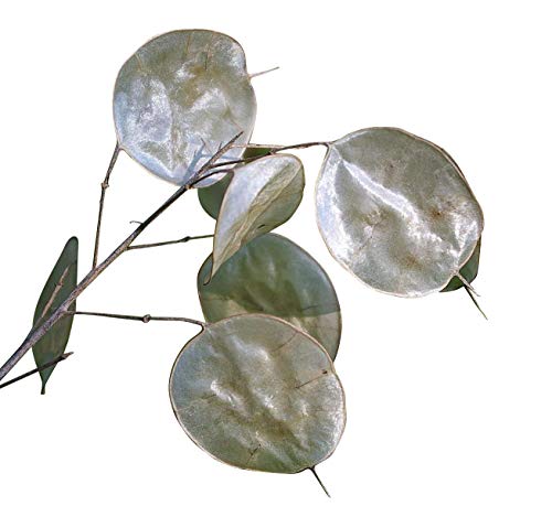 Silberblatt -Lunaria annua- 8 Samen 'Einjähriges Silberblatt''