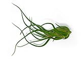 1 Giant Tillandsia Caput Medusae Air Plant - 6 to 8 inch - Live House Plants for Sale - Indoor...
