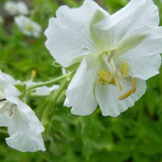 6x Geranio 'Album' – Geranium phaeum 'Album' – Vaso 9x9 cm – geranio da ombra fioritura bianca giardino