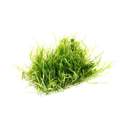 Dennerle Flame Moss Growing on Bogwood *Taxiphyllum Sp* Live Plants ...