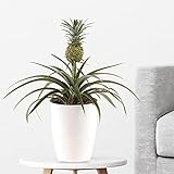 Ananas-Pflanze, Corona, Zierananas, echte Zimmerpflanze im 15cm Topf, Höhe 30-40cm