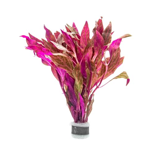 SubstrateSource Live Aquarium Red Stem Plants - 1 Bunch