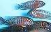 Family of (5) African Cichlids 2