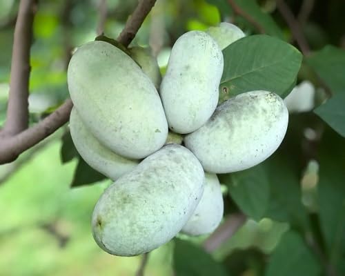 100pcs Green Pawpaw Fruit Seeds.