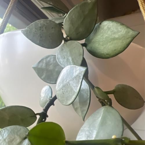 Episode 316 - Q&A: Should I root cuttings in perlite, pumice, or vermiculite?