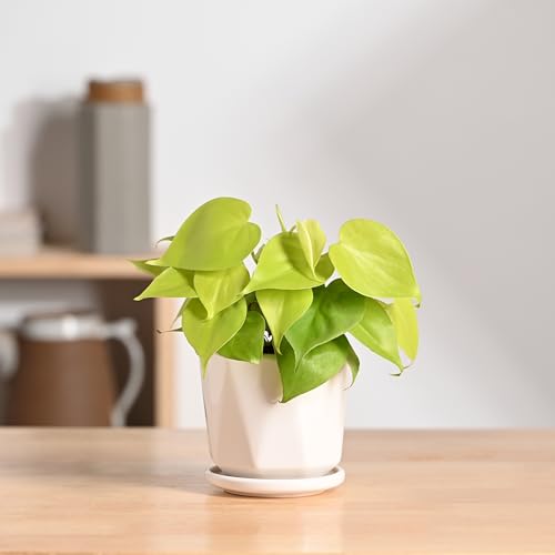 Image of UGAOO Diamond Ceramic Pot |Indoor Ceramic Planter for Home, Office, Garden, Balcony - White (4 Inch)