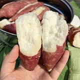 150 piezas semillas de batata orgánicas, batatas, Plantas resistentes al exterior, regalos de jardín para mujeres. Comprar plantas de batata - Ipomoea batatas - semillas de hortalizas,