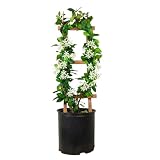 Star Jasmine 'Large Leaf' (2.5 Gallon) Aromatic White Blooming Evergreen Vine - Full Sun Live Outdoor Plant