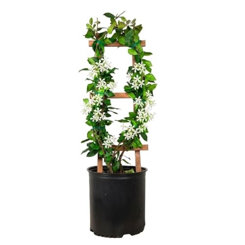 Star Jasmine Large Leaf (2.5 Gallon) Aromatic White Blooming Evergreen Vine - Full Sun Live Outdoor Plant