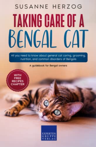 Taking care of a Bengal Cat: All you need to