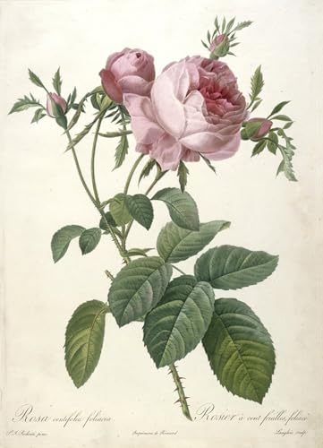 Lienzo de rosa botánica Redouté para decorar salones elegantes y románticos