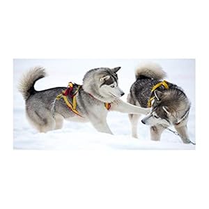 Tulup – Schilderijen op glas – 120×60 – Schilderij – Muurdecoratie – Wanddecor – Kunstdruk – Muurkunst – Modern Decoratief Beeld Gedrukt – Wandschilderijen – Decoratie Poster – Foto – Afbeelding – Dieren – Husky in de winter – Grijs