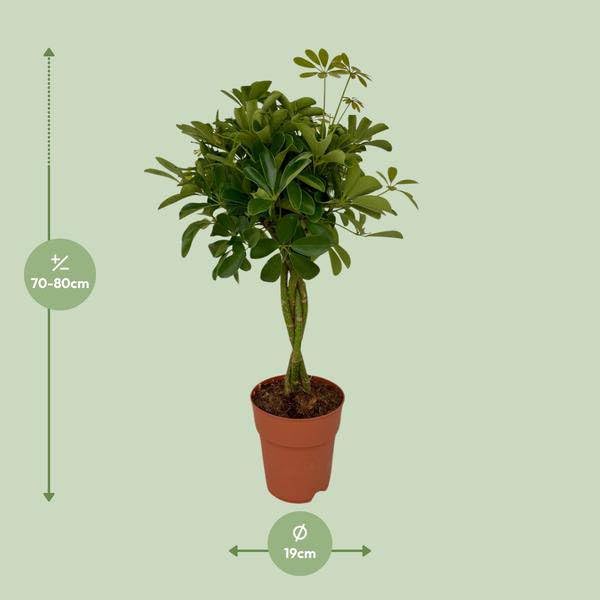 Strahlenaralie Schefflera Compacta Zimmerpflanze Ø19cm 80cm – pflegeleichte Grünpflanze für Wohnzimmer, Büro & helle Standorte kaufen