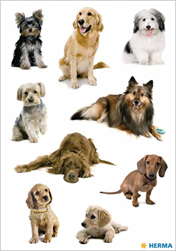 HERMA 3432 Aufkleber Hunde klein groß, 27 Stück, Tiere Sticker mit Labrador Dackel Collie Hunderassen Motiv, Kinder Etiketten für Fotoalbum Tagebuch Poesiealbum Scrapbooking Geburtstag Deko Briefe DIY