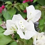 bougainvillea garten hochbeet indoor kräutergarten blumensaat winterharte stauden blumengarten blühende rankpflanzen winterhart blumenwiesensaat kräutersamen exotische zimmerpflanzen 300samen