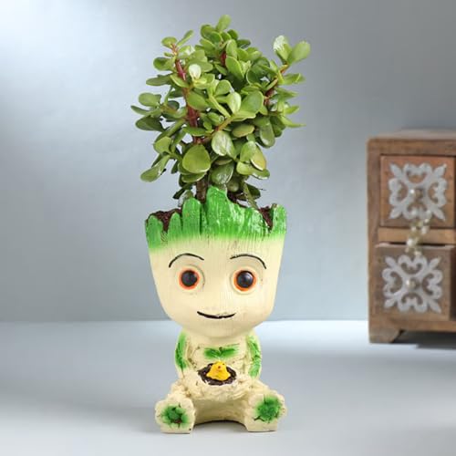 FlowerAura Air Purify Live Indoor Good Luck Jade Plant In Groot P...