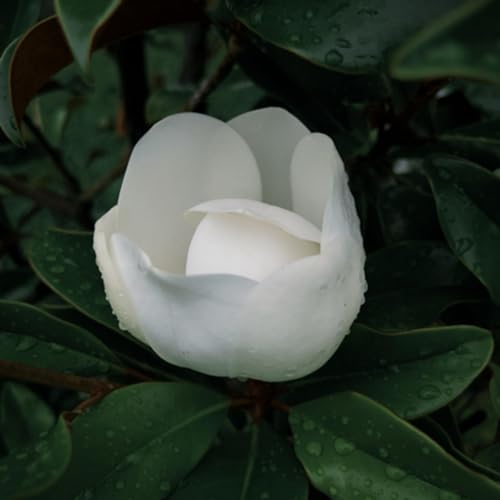 EP 11 【Our Unscripted Checkpoint】春季突击检查：年初野心勃勃的计划都开始执行了吗？