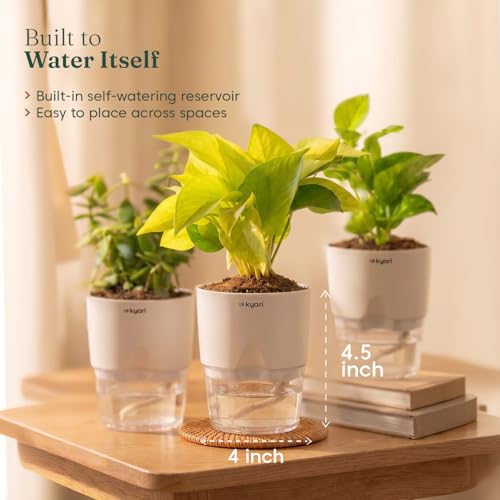 Image of Kyari Lucky Combo of 3 Indoor Plants - Golden Money, Green Money & Jade with Poetic Black Self Watering Pot - Live Plants for Home Decor & Living Room - Vastu Friendly Plant Set