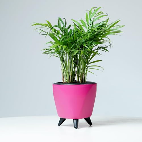 Image of Garden Art Self Watering Pots Planter for Plants - 5.1 Inch, Round, Set of 4(PPLAP) Pink