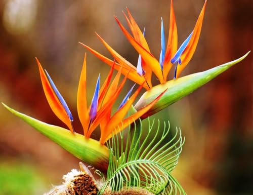 Seeds4planting - Seeds Strelitzia Crane (Bird of Paradise) Perennial Flowers for Planting