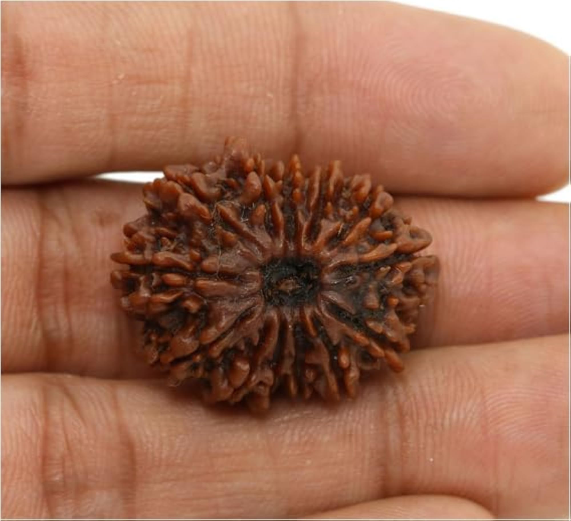 Certified Terah Mukhi Rudraksha from Nepal