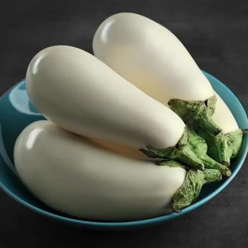 semi di melanzane balcone, rare di melanzane biologiche antichi invernali biologici resistenti 350pcs