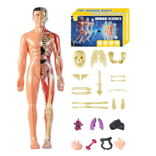 Torso anatomique humain 3D à assembler, outil pédagogique d'école