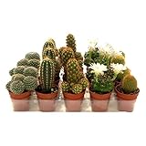  Kit de 10 Cactus Variados Mix Maceta Pequeña de 5 cm Plantas Naturales