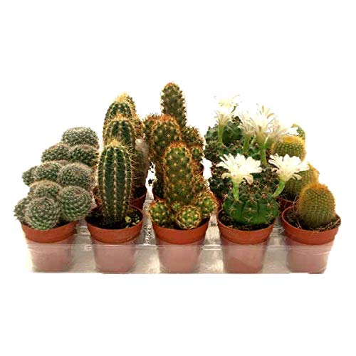 Kit de 10 Cactus Variados Mix Maceta Pequeña de 5 cm Plantas Naturales