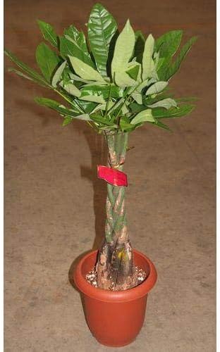 Amazon プランツネット Plants Net 観葉植物 パキラ アクアティカ ネジリ 7号 K プール ホットタブ 屋外サウナ