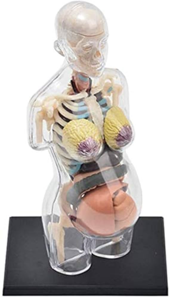 人体模型 Amazon.co.jp: 4D Human Body Anatomy Skeleton Torso Model、54