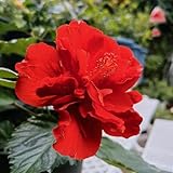 20 piezas Semillas de hibisco rojo resistentes, semillas de flores silvestres, flores de hibisco de balcón, planta de hibisco - Hibiscus syriacus - semillas de flores aptas para abejas, pasto de