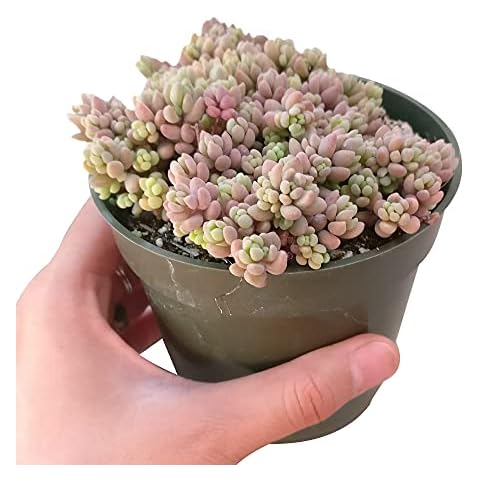 DH7 Enterprise Sedum dasyphyllum Minor Corsican Stonecrop (4 inch) Cover